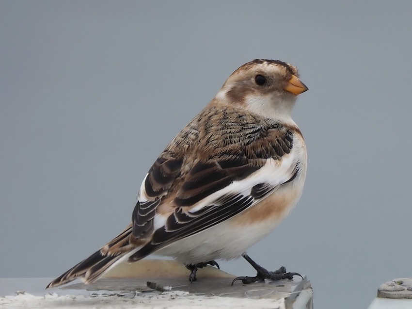 Zigolo delle nevi (Plectrophenax nivalis)